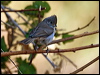 oak_titmouse_66710