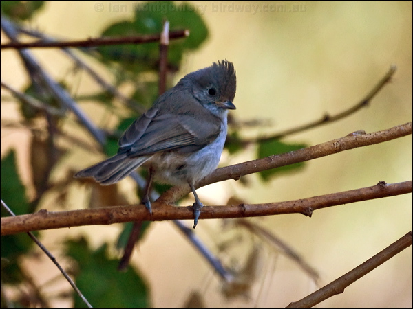 Oak Titmouse oak_titmouse_66710.psd