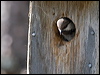 siberian_tit_143691