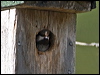 siberian_tit_143694