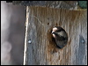 siberian_tit_143699