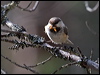 siberian_tit_143705
