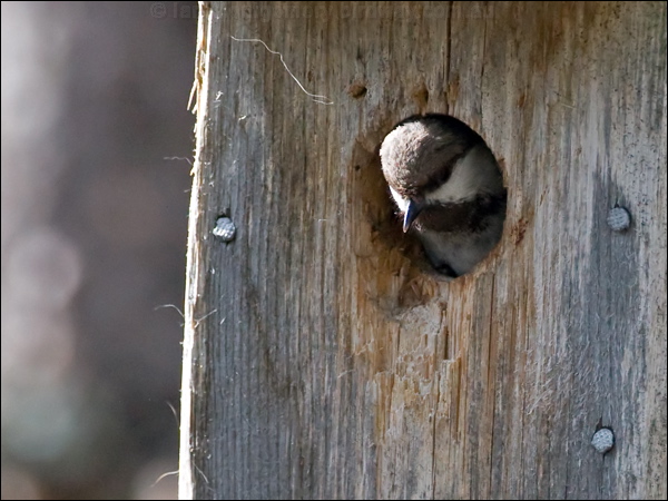 Siberian Tit or Grey-headed Chickadee siberian_tit_143691.psd