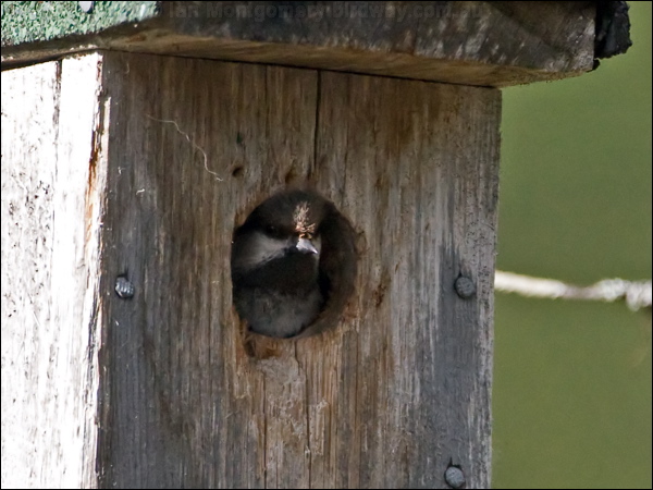 Siberian Tit or Grey-headed Chickadee siberian_tit_143694.psd
