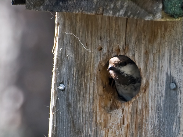 Siberian Tit or Grey-headed Chickadee siberian_tit_143699.psd