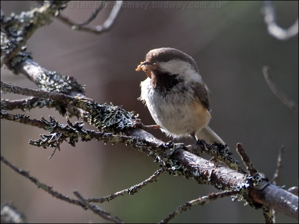 Siberian Tit or Grey-headed Chickadee siberian_tit_143702.psd