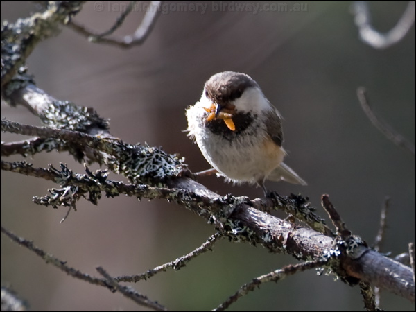 Siberian Tit or Grey-headed Chickadee siberian_tit_143705.psd