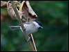 willow_tit_160552