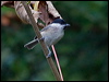 willow_tit_160556