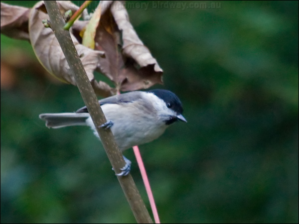 Willow Tit willow_tit_160552.psd