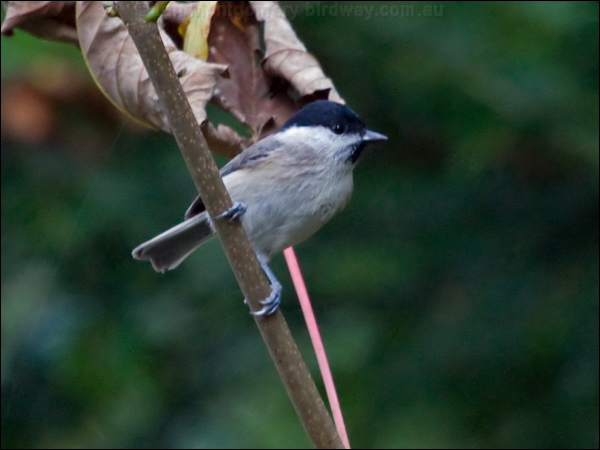 Willow Tit willow_tit_160556.psd