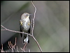 audubons_warbler_109049