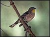 audubons_warbler_109778