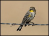 audubons_warbler_111148