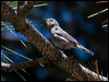 audubons_warbler_69048