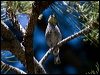 audubons_warbler_69050