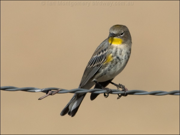 Audubon's Warbler audubons_warbler_111148.psd