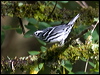 black_white_warbler_112178