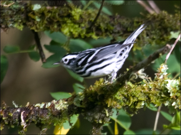 Black and White Warbler black_white_warbler_112178.psd
