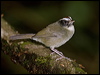 blackcheek_warbler_111945