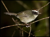 blackcheek_warbler_111947
