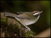 blackcheek_warbler_111950