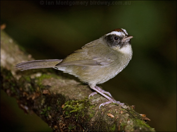 Black-cheeked Warbler blackcheek_warbler_111945.psd