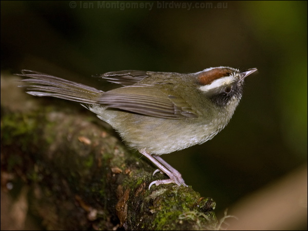 Black-cheeked Warbler blackcheek_warbler_111950.psd