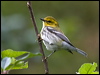blkthrgreenwarbler_112183