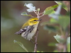 blkthrgreenwarbler_112184