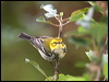 blkthrgreenwarbler_112185