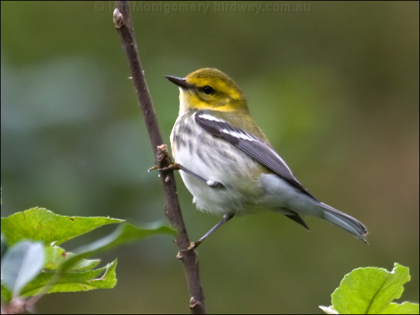 Black-throated Green Warbler blkthrgreenwarbler_112183.psd