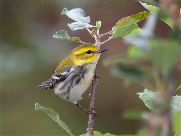 Black-throated Green Warbler blkthrgreenwarbler_112184.psd