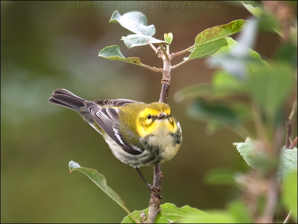 Black-throated Green Warbler blkthrgreenwarbler_112185.psd