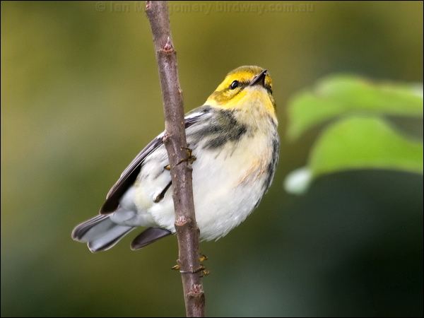 Black-throated Green Warbler blkthrgreenwarbler_112187.psd