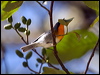 flamethroatwarbler_111867