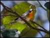 flamethroatwarbler_111876