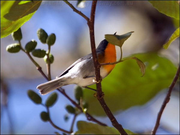 Flame-throated Warbler flamethroatwarbler_111867.psd
