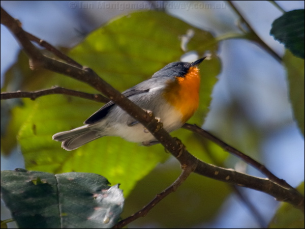 Flame-throated Warbler flamethroatwarbler_111876.psd