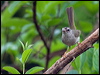 gold_crown_warbler_206987