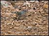 gold_crown_warbler_207062