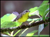 goldencrown_warbler_23275