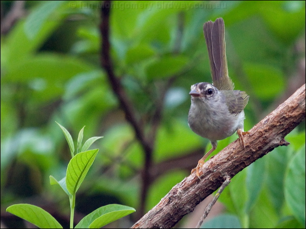 Golden-crowned Warbler gold_crown_warbler_206987.psd