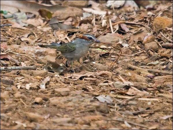 Golden-crowned Warbler gold_crown_warbler_207062.psd