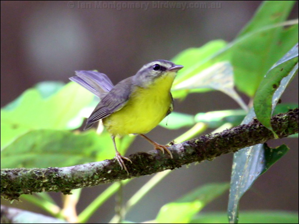Golden-crowned Warbler goldencrown_warbler_23275.psd