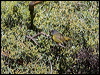 macgillivrays_warbler68794
