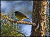 macgillivrays_warbler68804