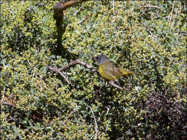 MacGillivray's Warbler macgillivrays_warbler68794.psd