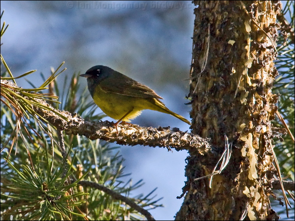 MacGillivray's Warbler macgillivrays_warbler68804.psd