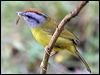 russetcrown_warbler_25376